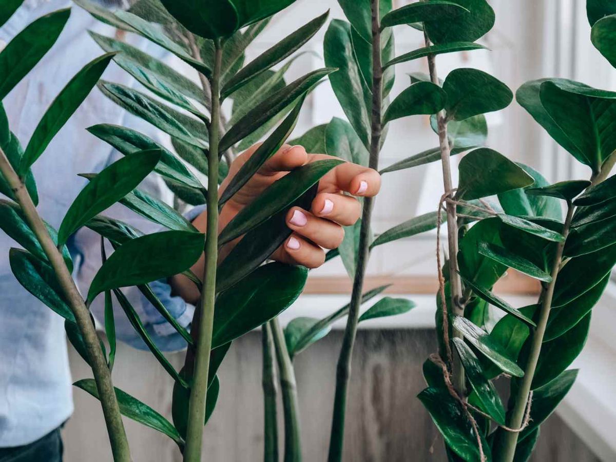 Planta zamioculca verde y brillante.