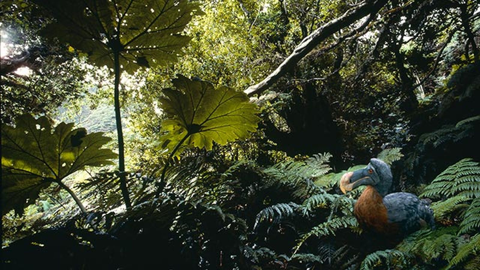 dodo