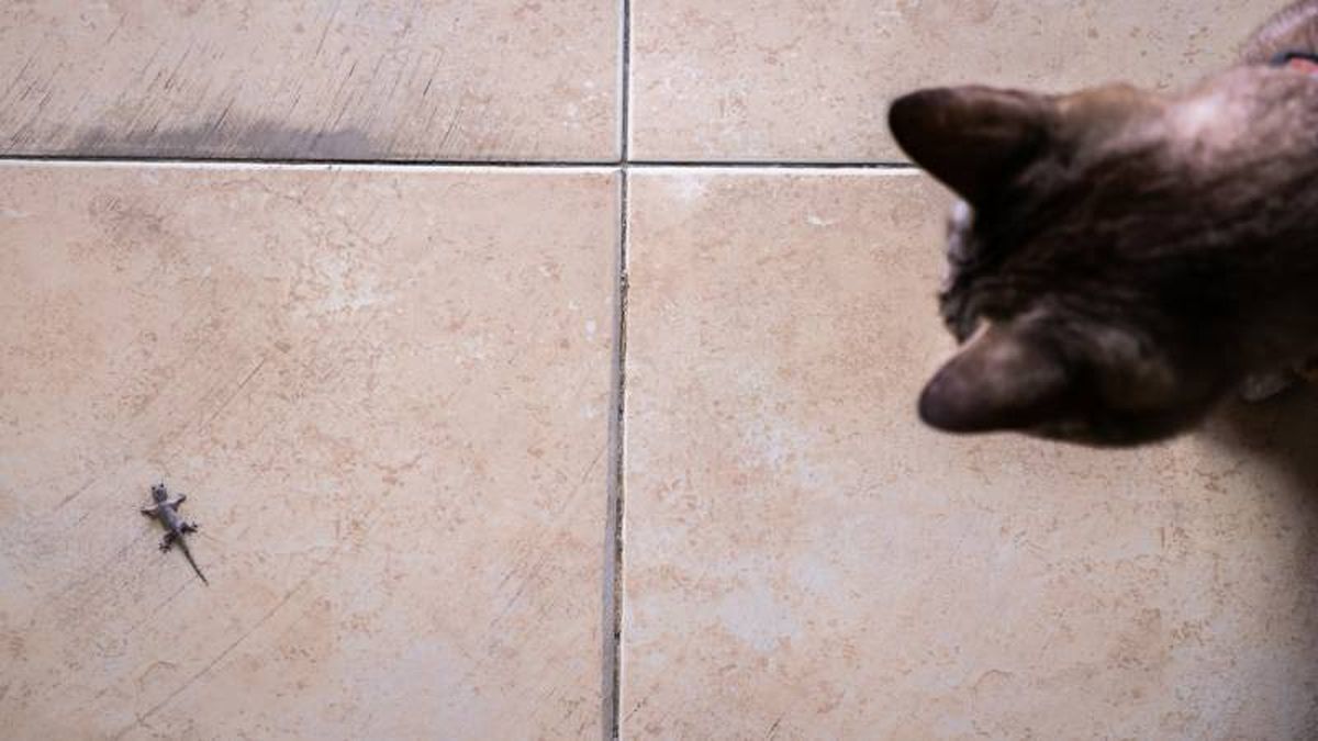 Estos reptiles simbolizan renovación, adaptabilidad y protección.