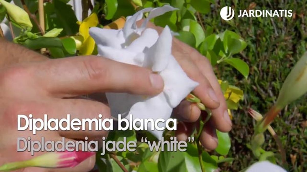 variedad de dipladenia jade white