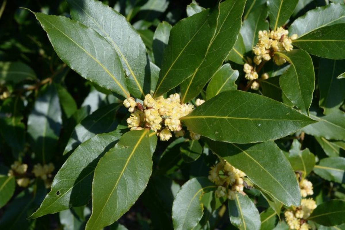 Laurus nobilis.