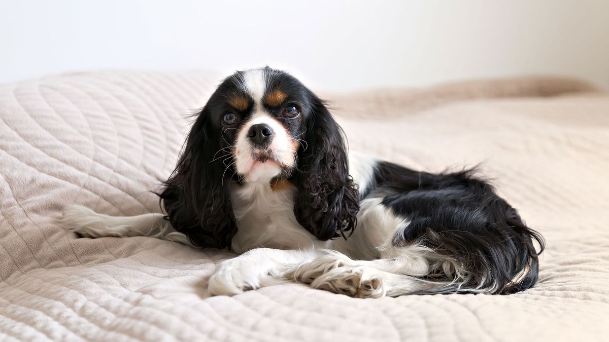 perros razas Cavalier King Charles Spaniel color negro