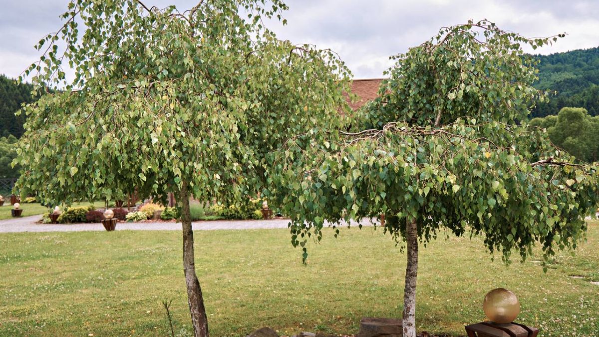 Plantas y árboles que atraen pájaros: Abedules