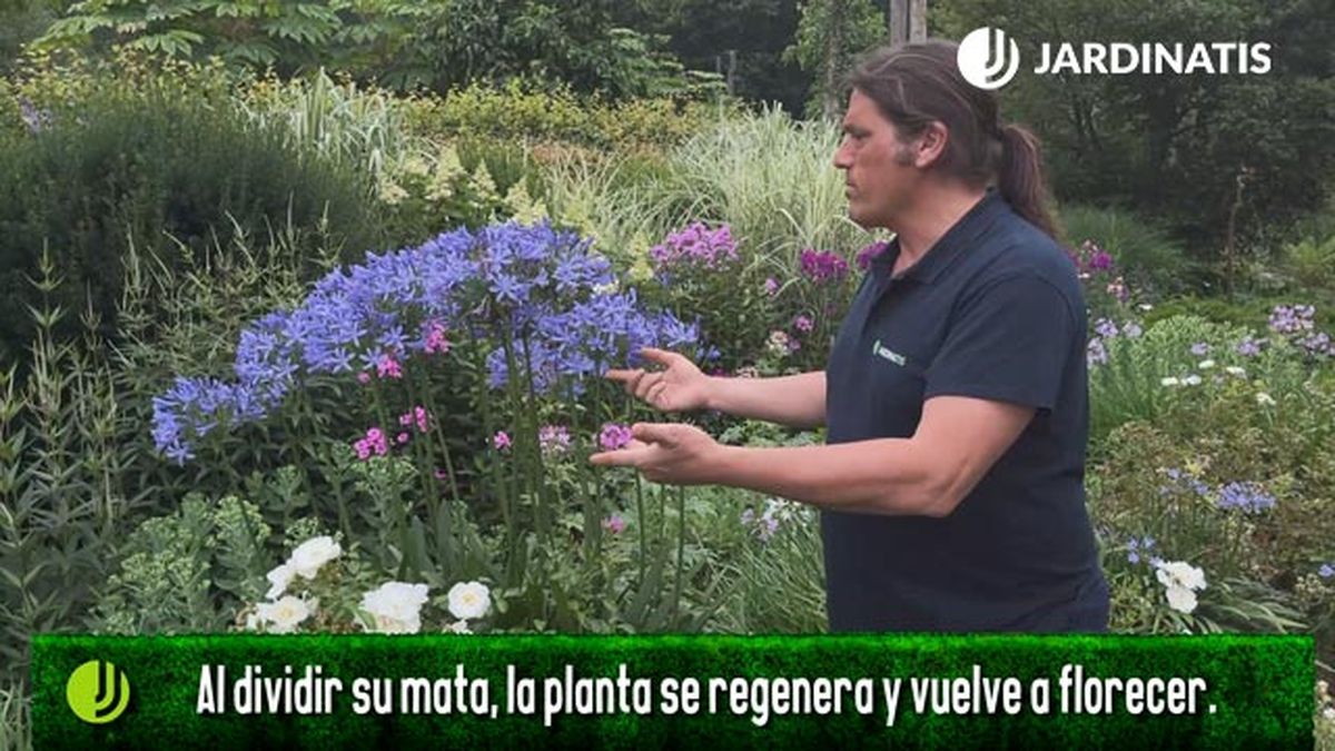 como hacer florecer de nuevo el agapanthus jardinatis