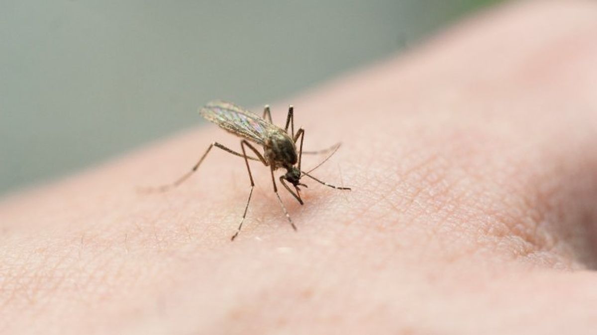 que pasaria si desaparecieran los mosquitos 13