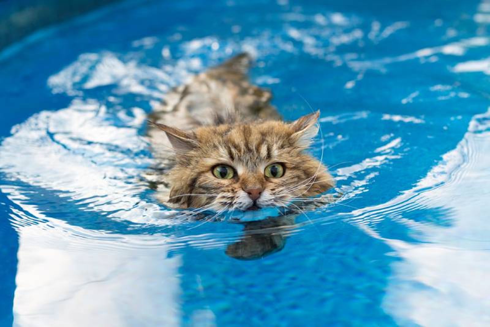 Para evitar que tu gato sufra un golpe de calor deja que se refresque en el agua Para evitar que tu gato sufra un golpe de calor deja que se refresque en el agua