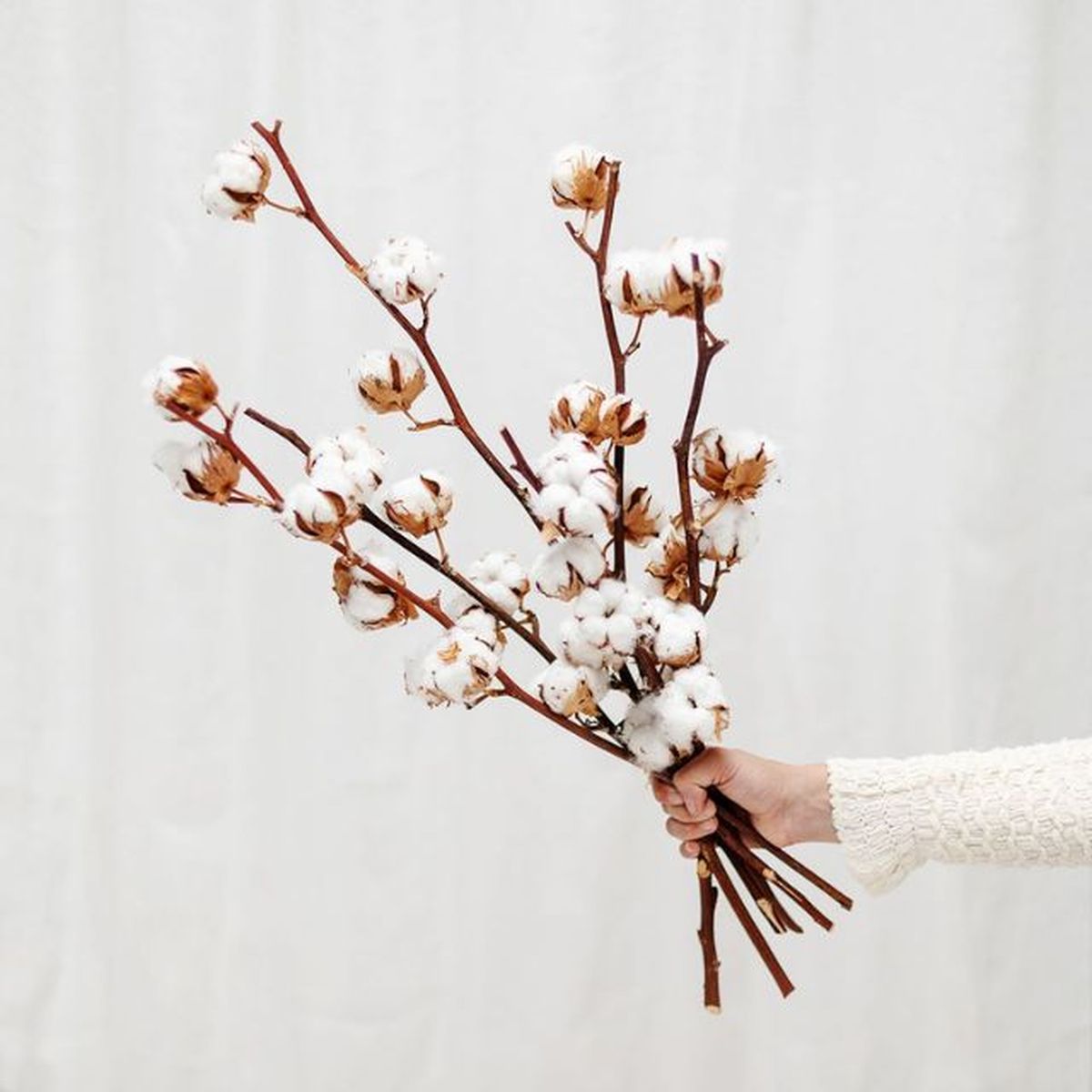 ramas de algodon colvin