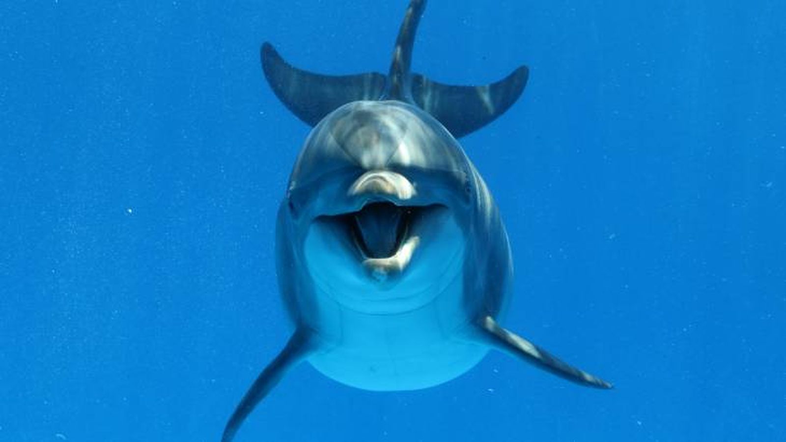 animales usan herramientas delfin animales usan herramientas delfin
