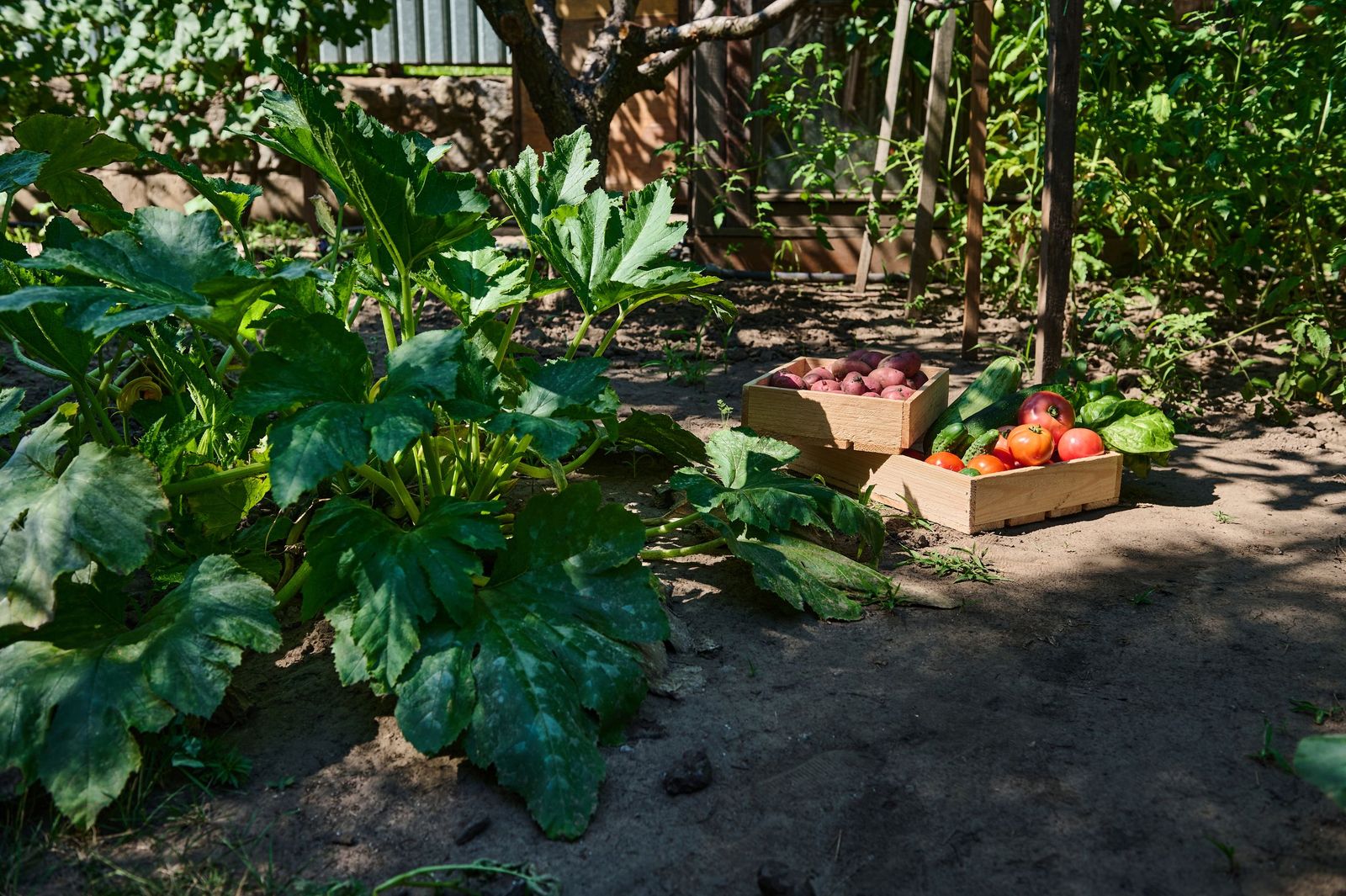 Estos vegetales son perfectos para jardines con poca luz