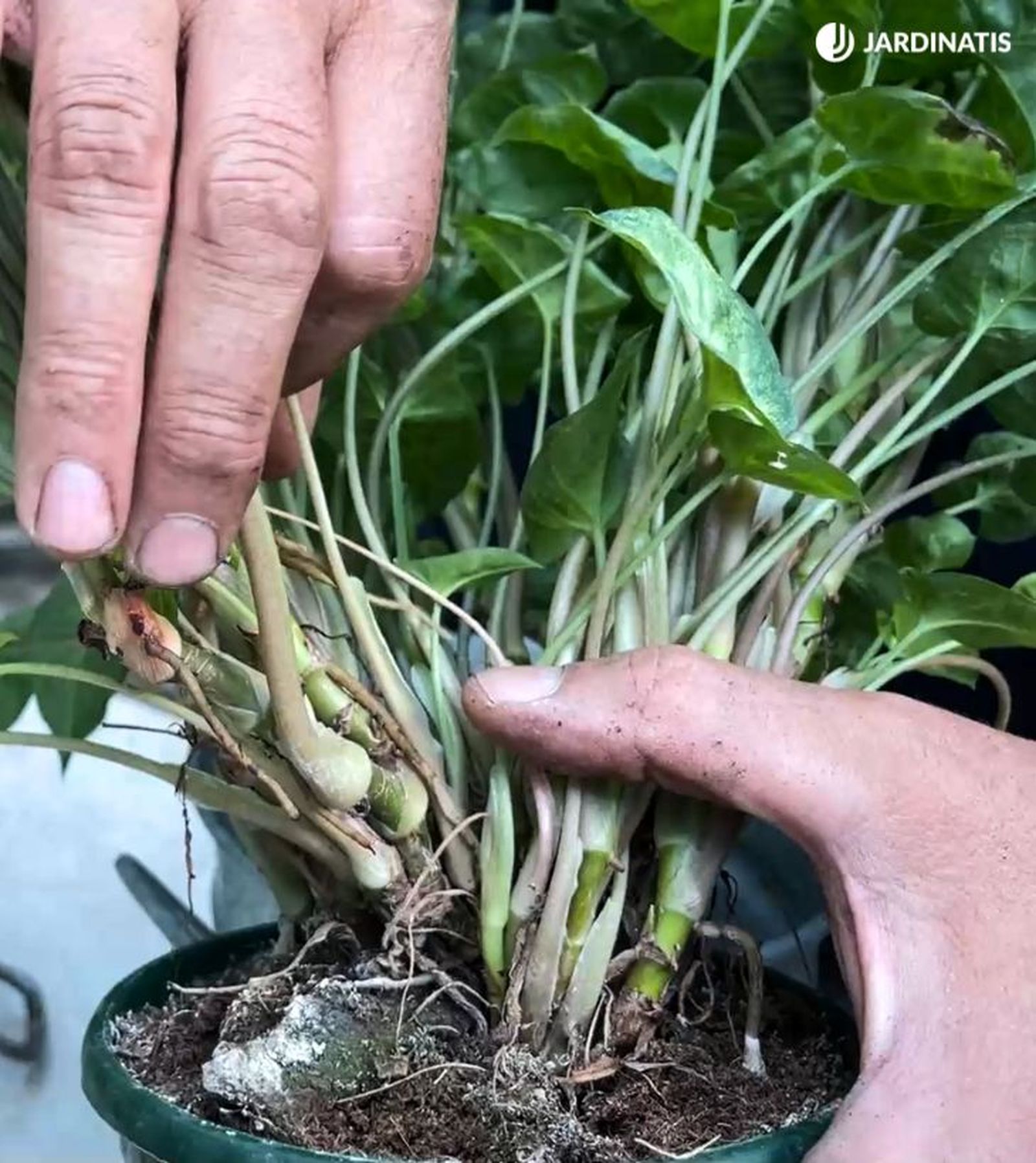 Syngonium singonio raices aereas planta trepadora Syngonium singonio raices aereas planta trepadora