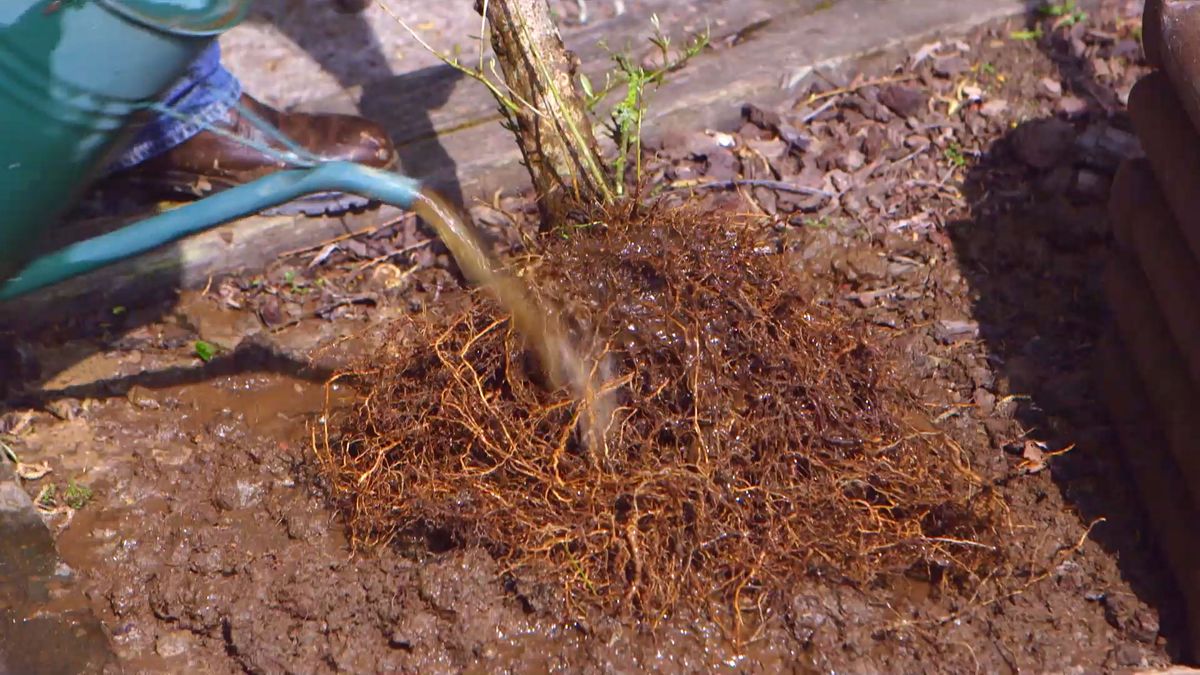 brico 0910 3 sanear olivo paso 2