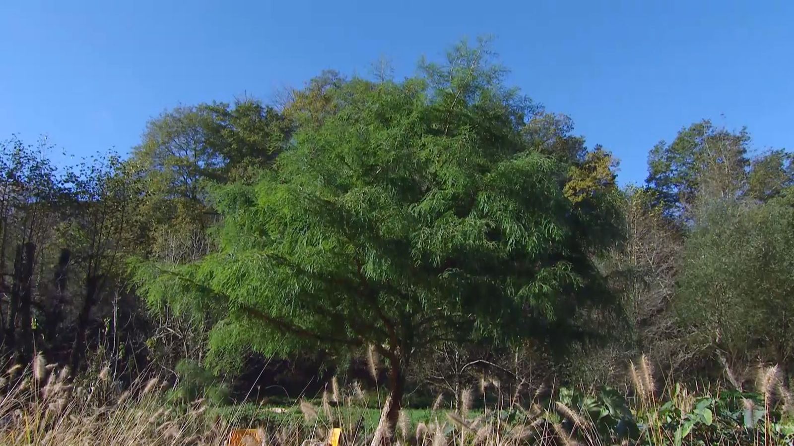 deco 675 taxodium mucronatum xl
