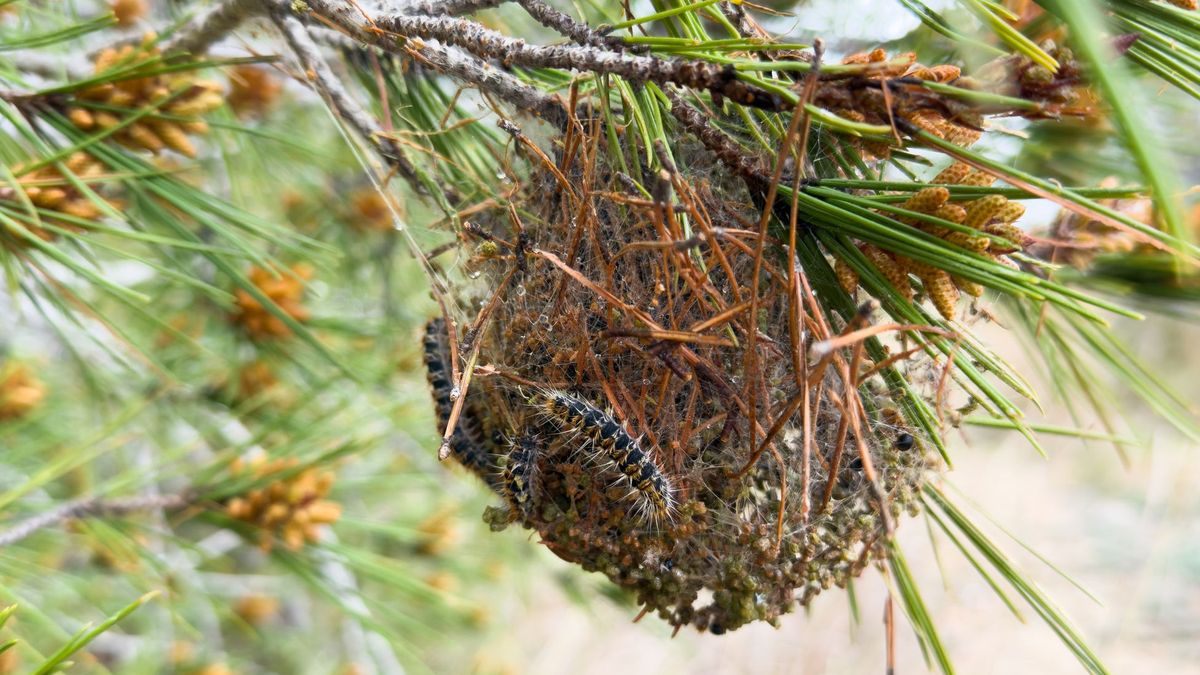 Apuesta por mantener los árboles bien nutridos y sin estrés hídrico