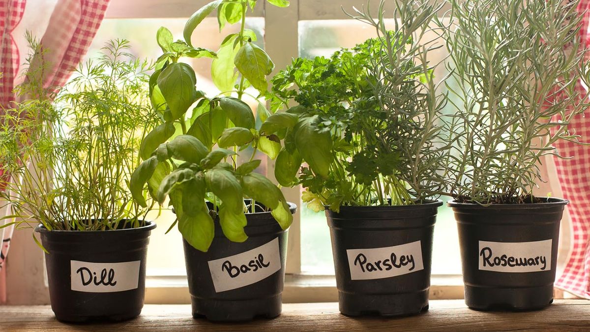 plantar hierbas aromaticas marzo