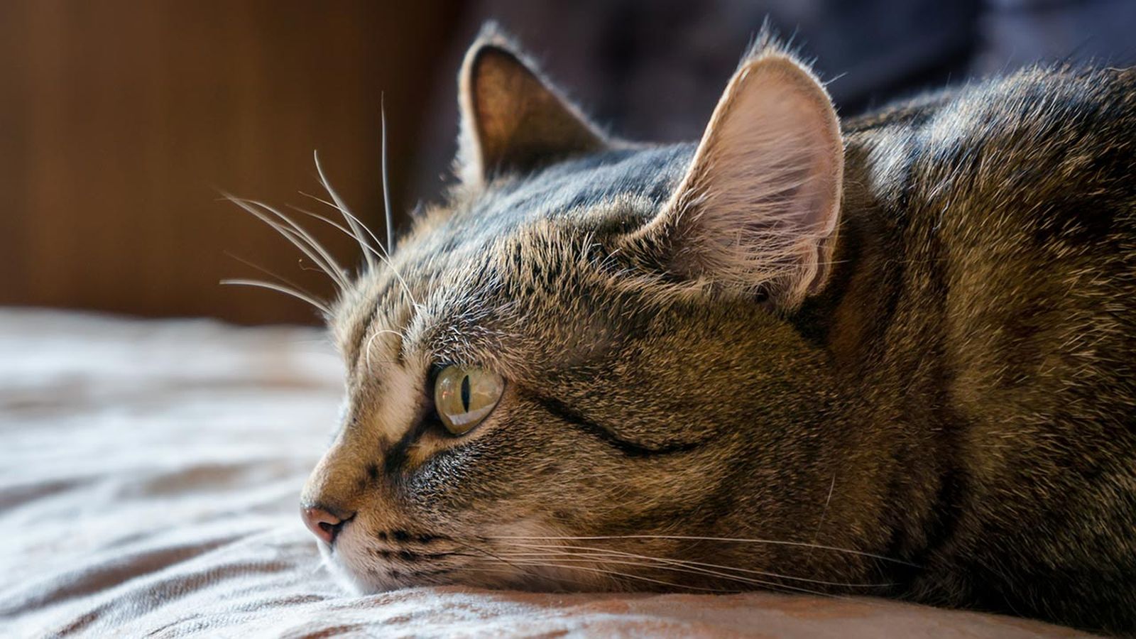 gato triste