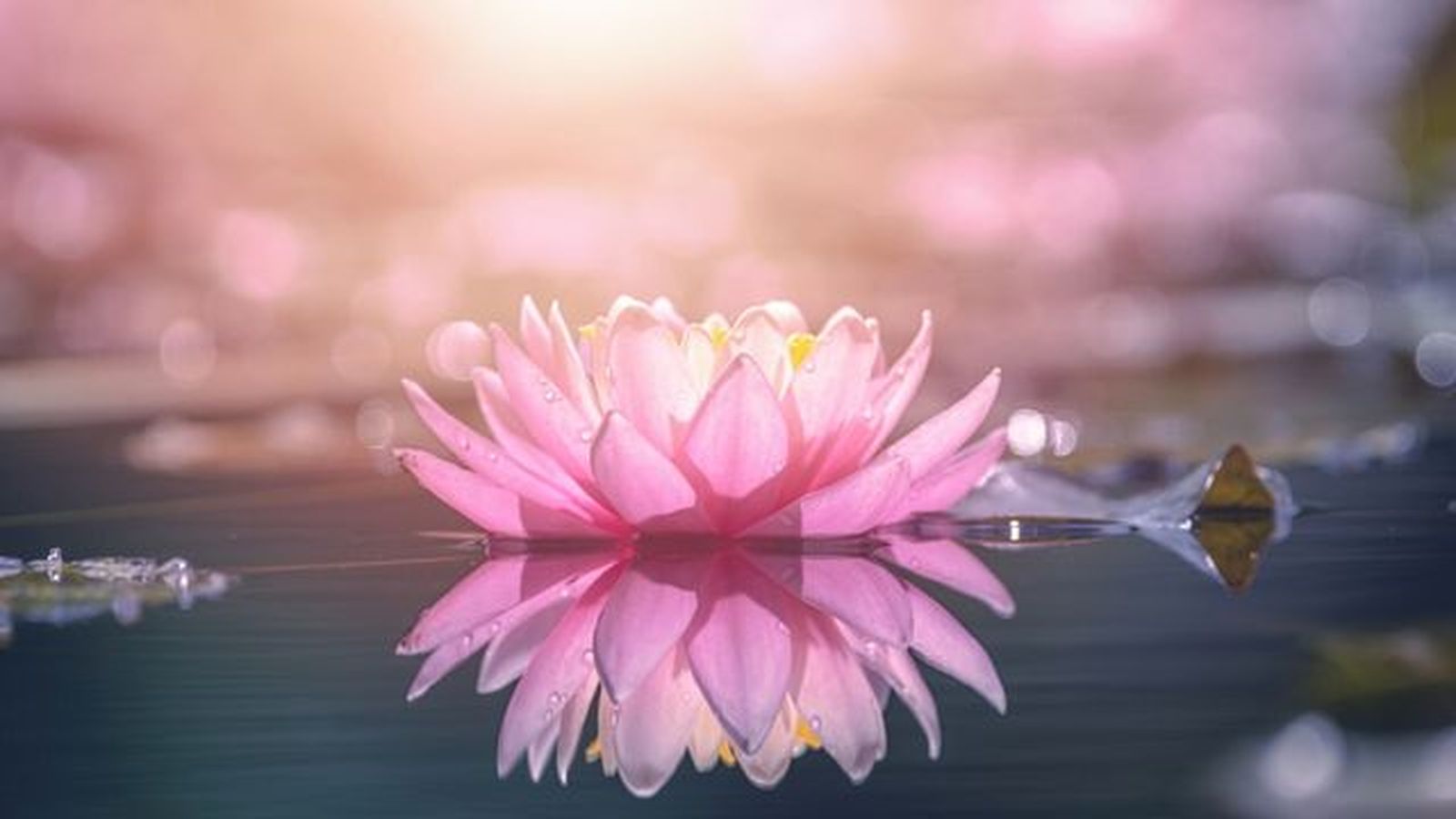flor de loto flor de loto