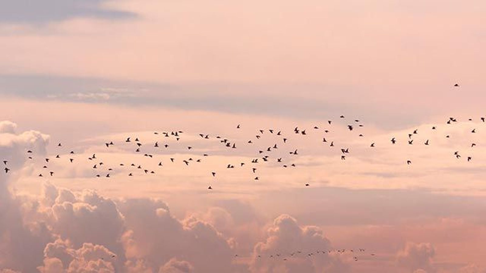aves migratorias 4