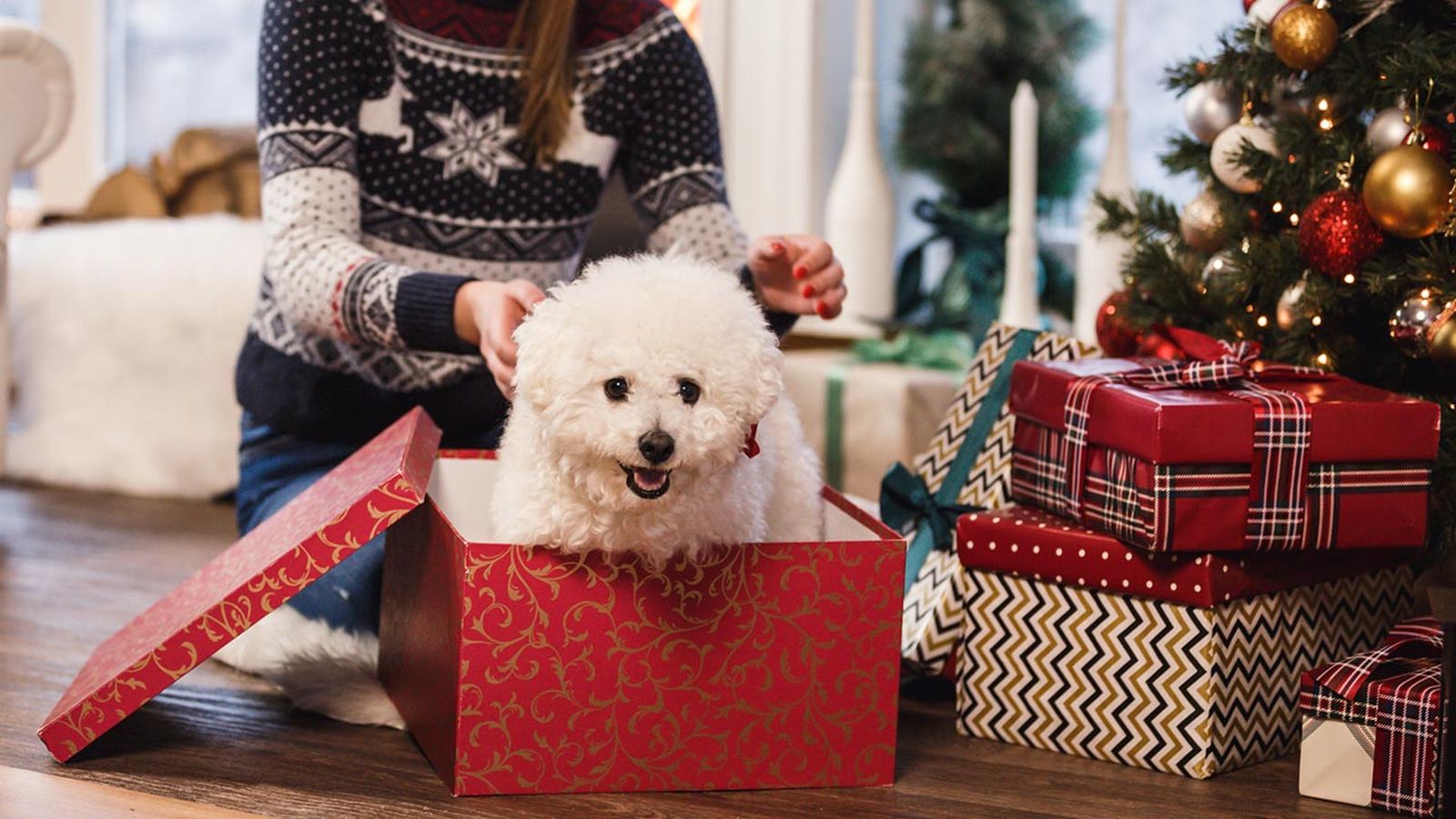 Regalar una mascota en Navidad no es algo que deba decidirse a la ligera.