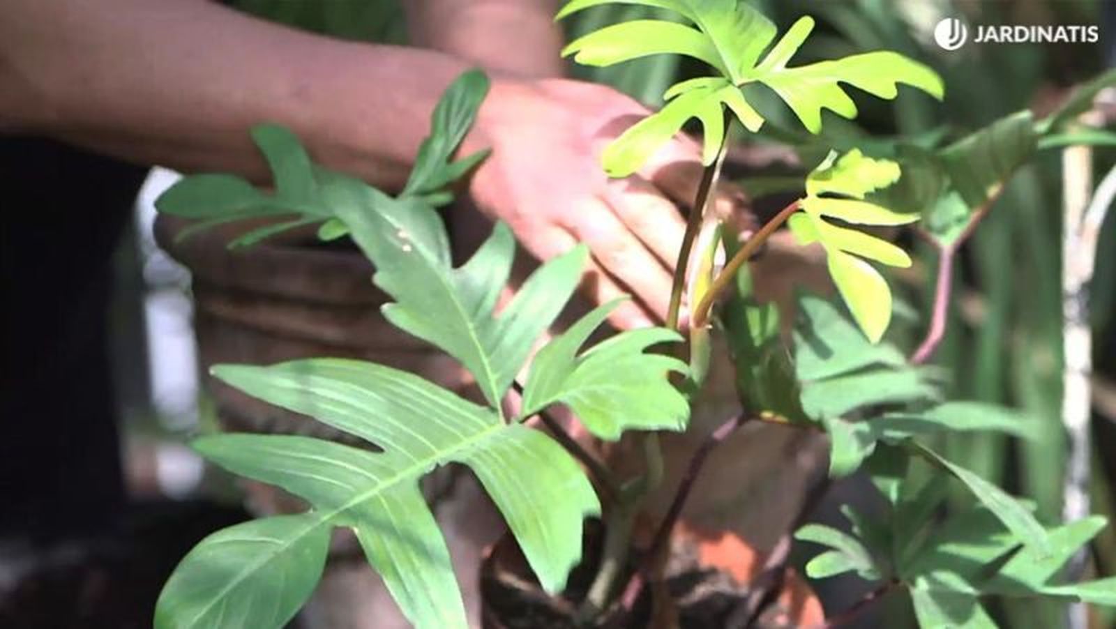 Philodendron scandens Philodendron scandens