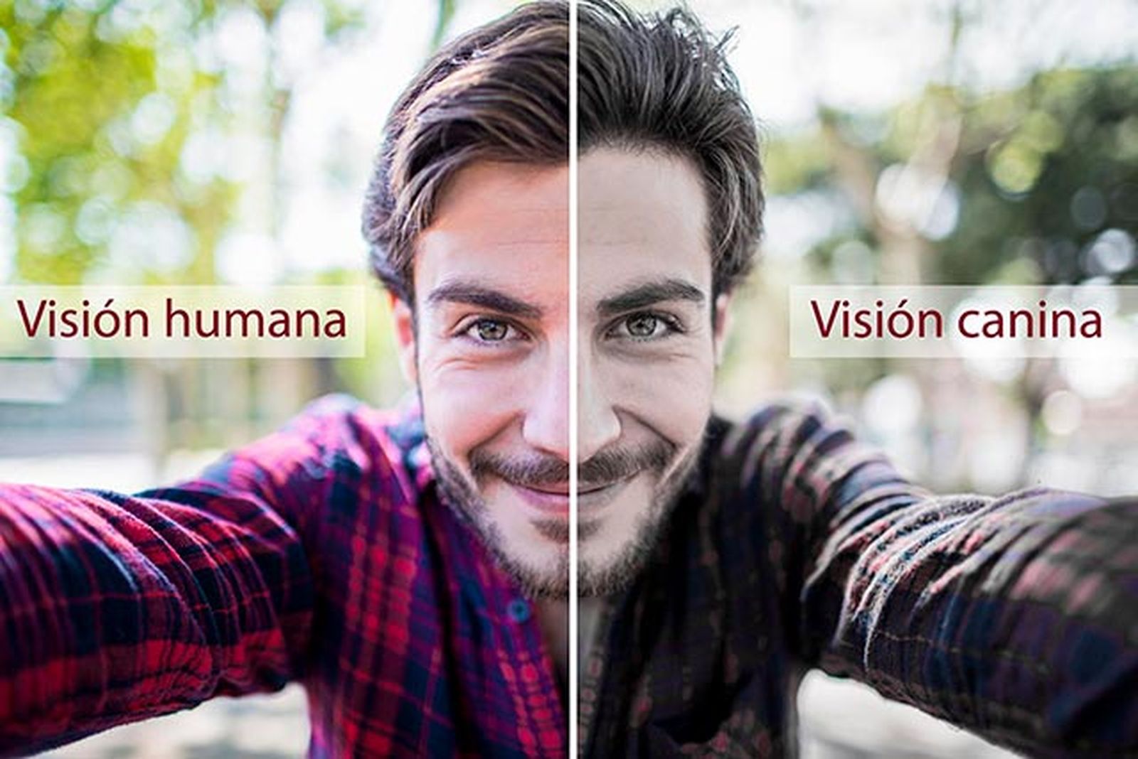 vision canina diferencia
