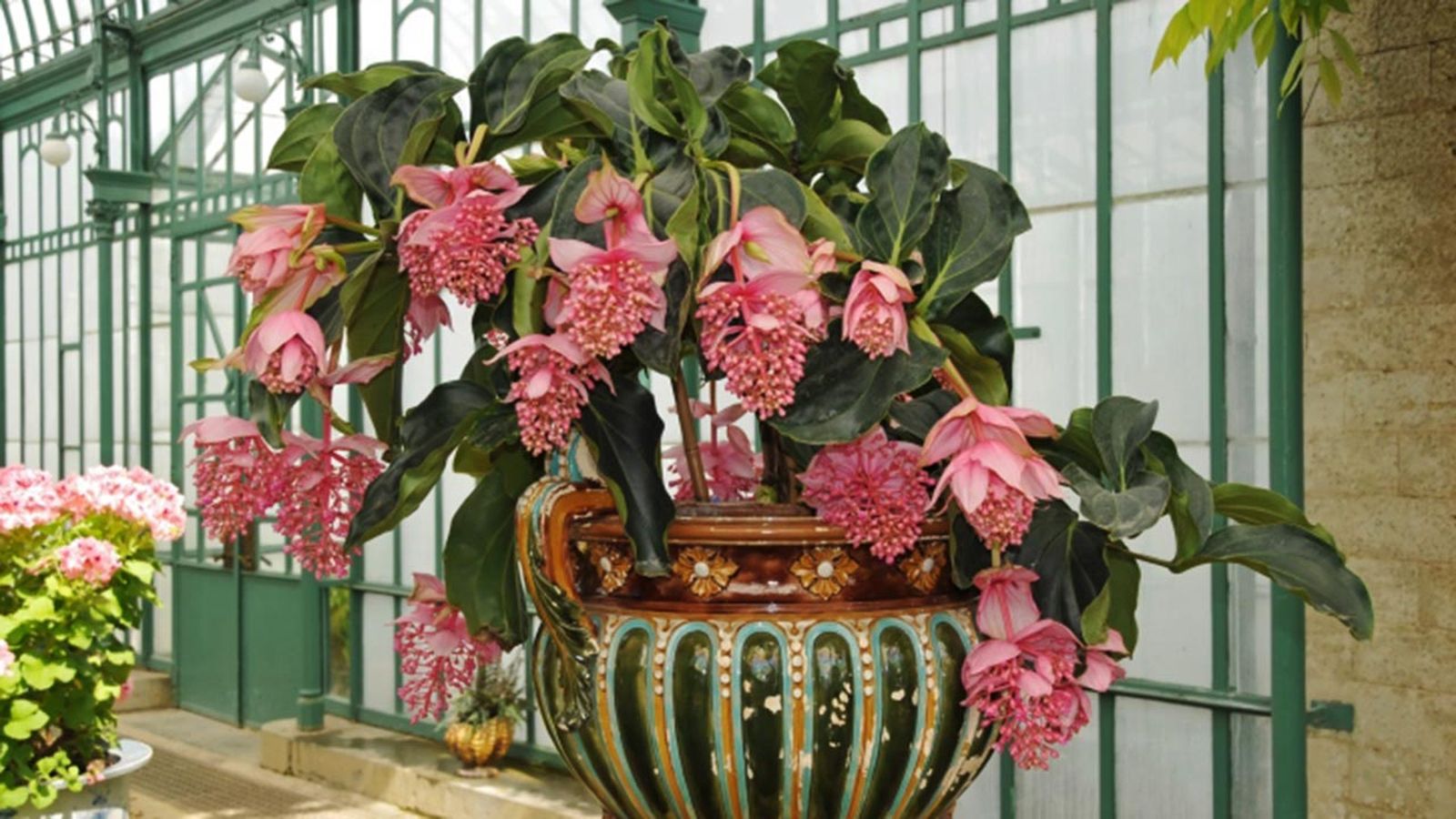 medinilla magnifica planta de interior caracteristicas medinilla magnifica planta de interior caracteristicas