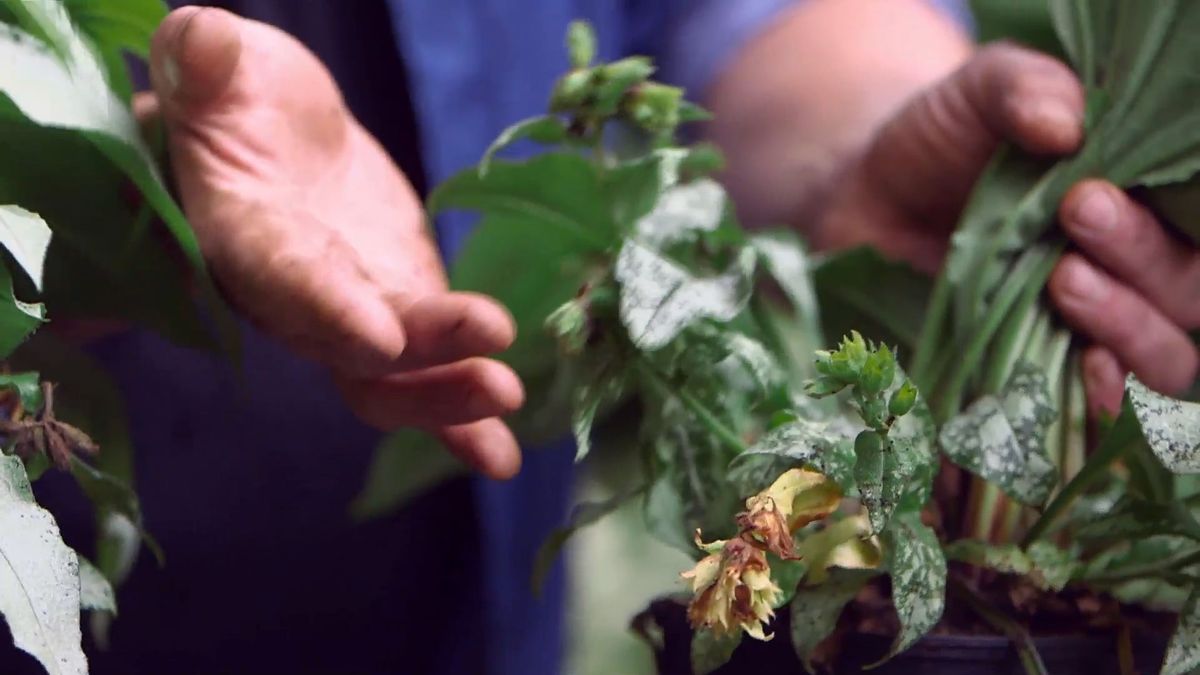 brico 0959 brumera pulmonaria pulmonaria flor