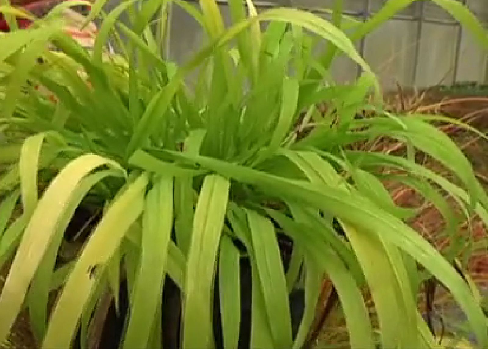Plantas de colección Milium effusum aureum Plantas de colección Milium effusum aureum