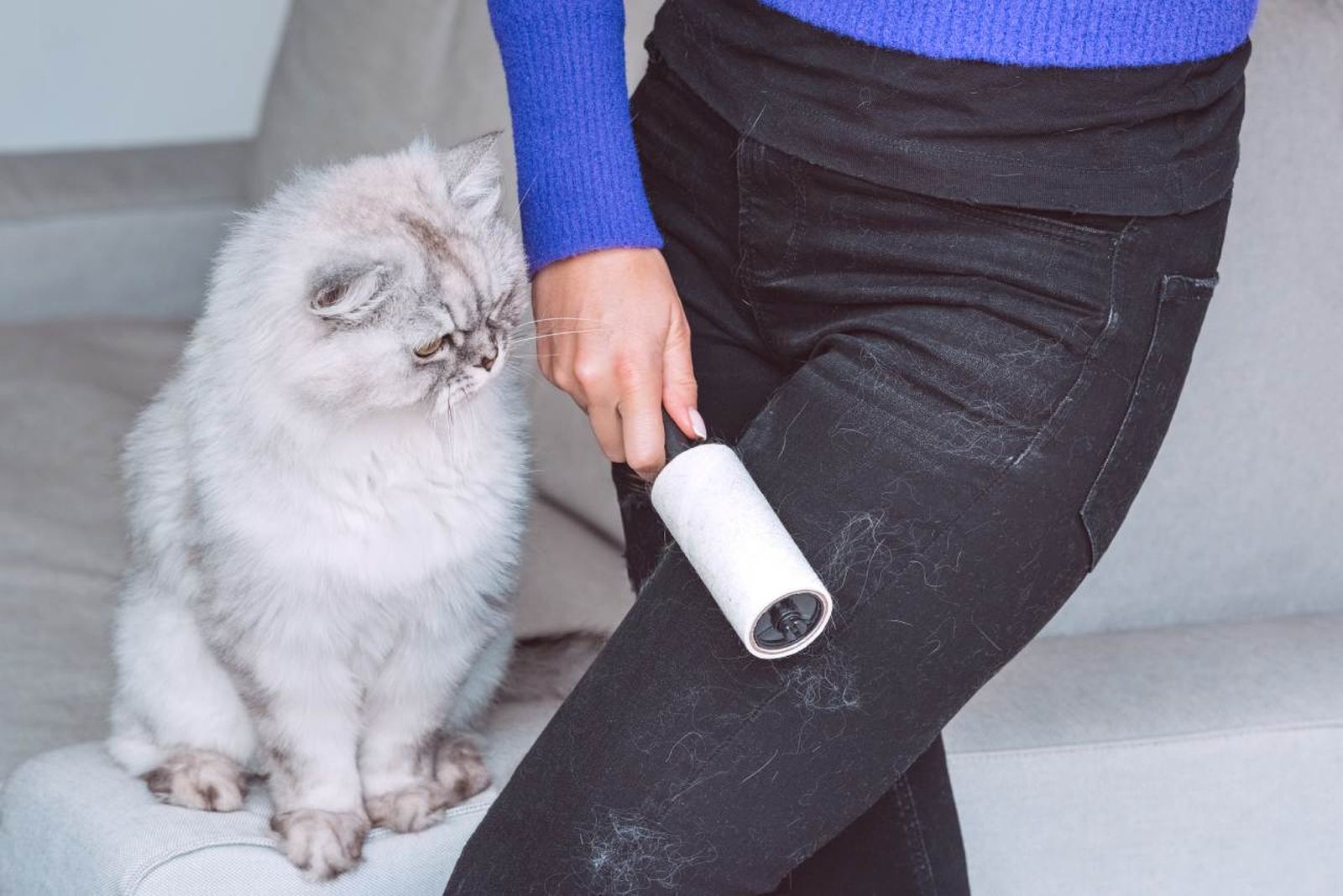 Aprende a quitar los pelos de tu gato de la ropa