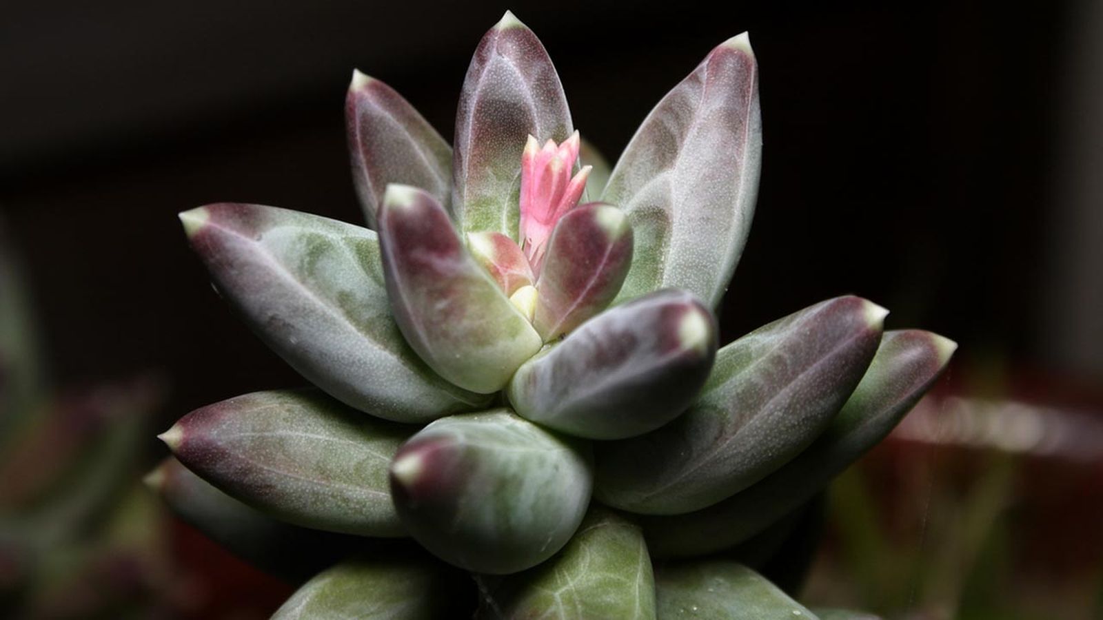 pachyphytum compactum planta escritorio de la oficina pachyphytum compactum planta escritorio de la oficina