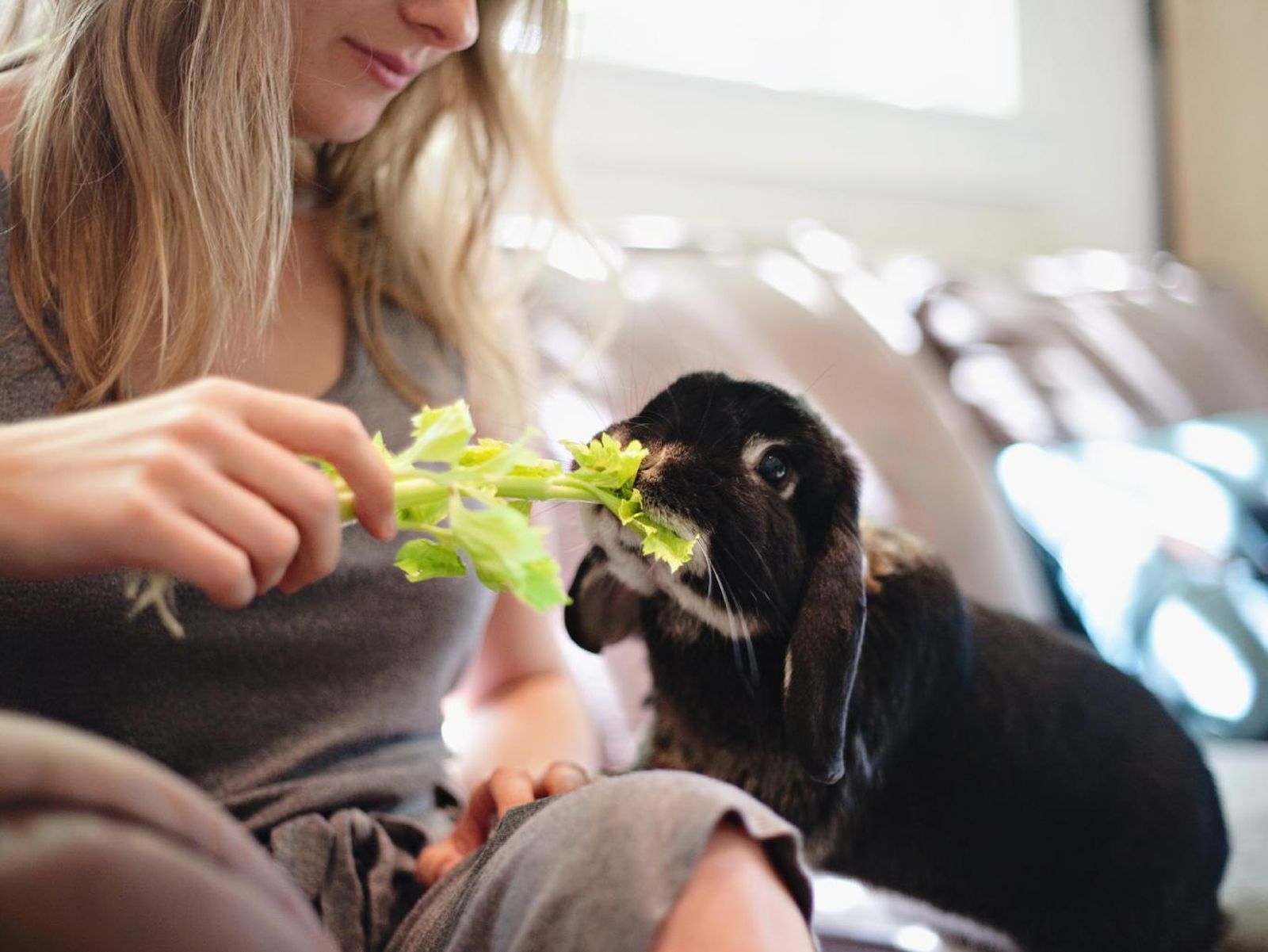 Los conejos son lagomorfos y solo comen verduras.
