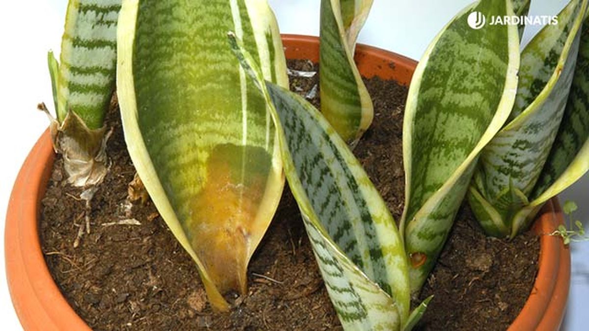 sansevieria trifasciata riegos jardinatis deco 052