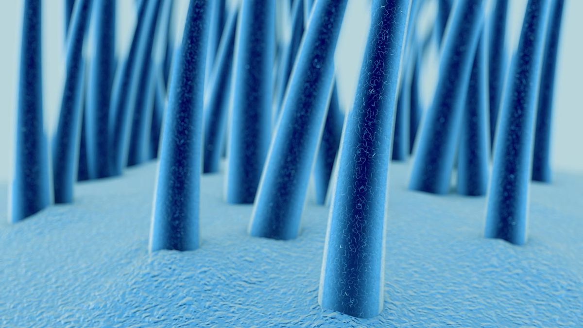 arrancar cana hace que salgan mas melena raiz cabello