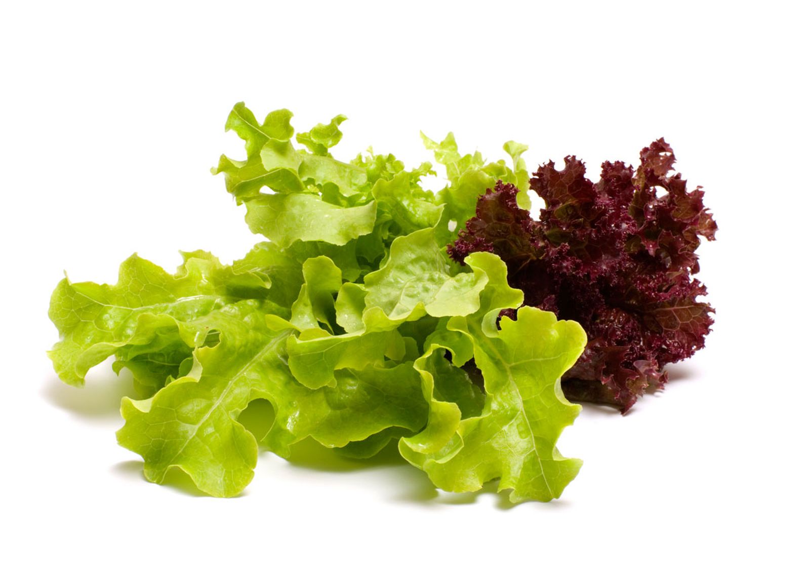 497 nutricion lechuga xl