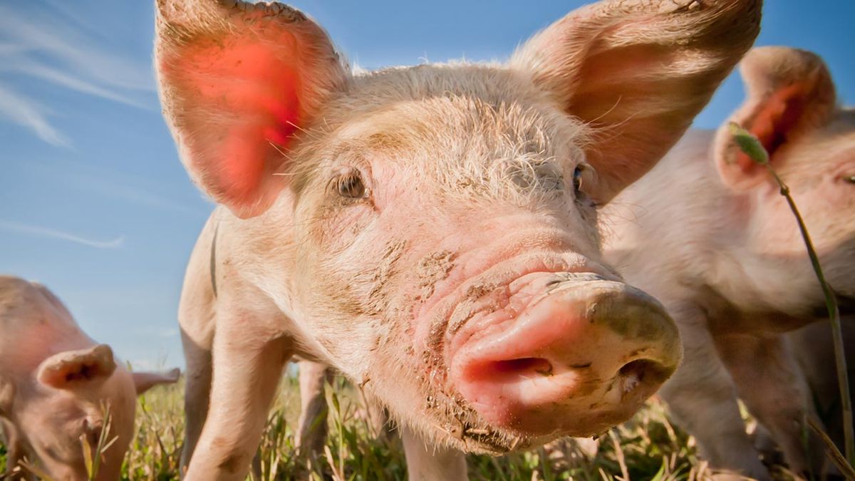 selfies divertidos animales granja 3