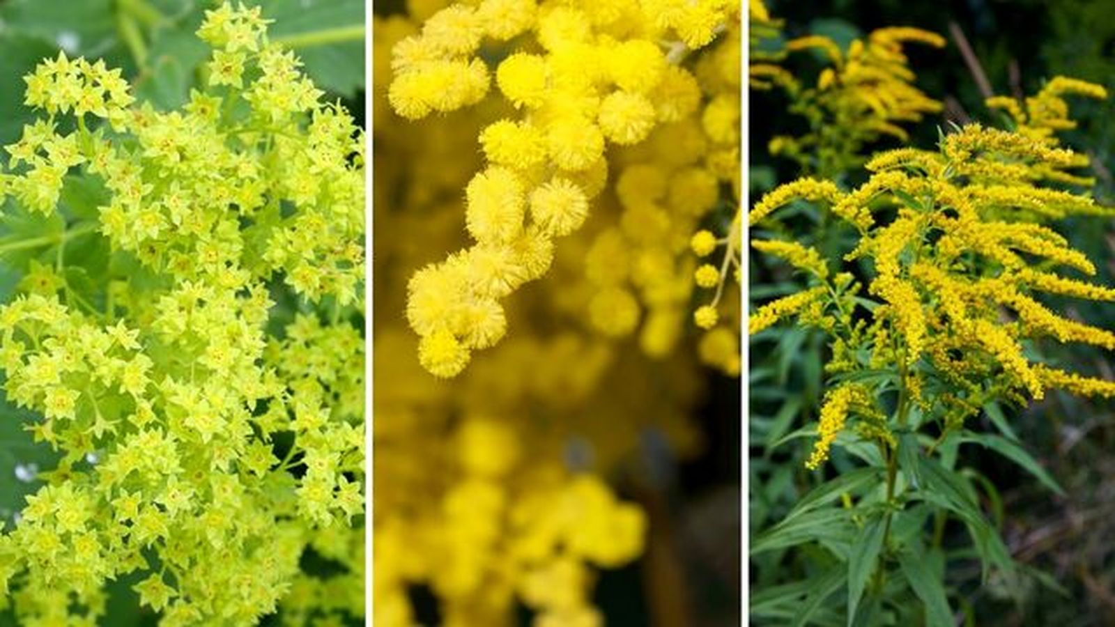 Alchemilla mollis acacia solidago canadensis