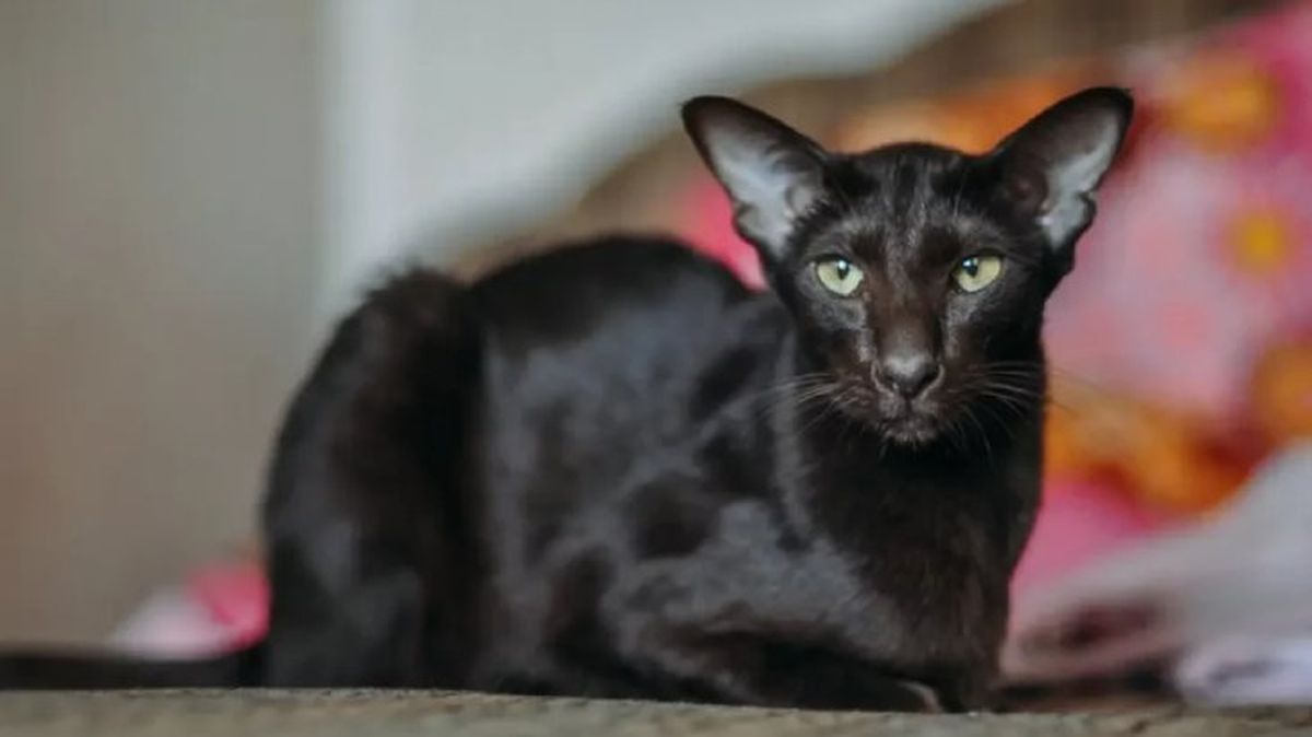 gatos hipoalergenicos oriental pelo corto