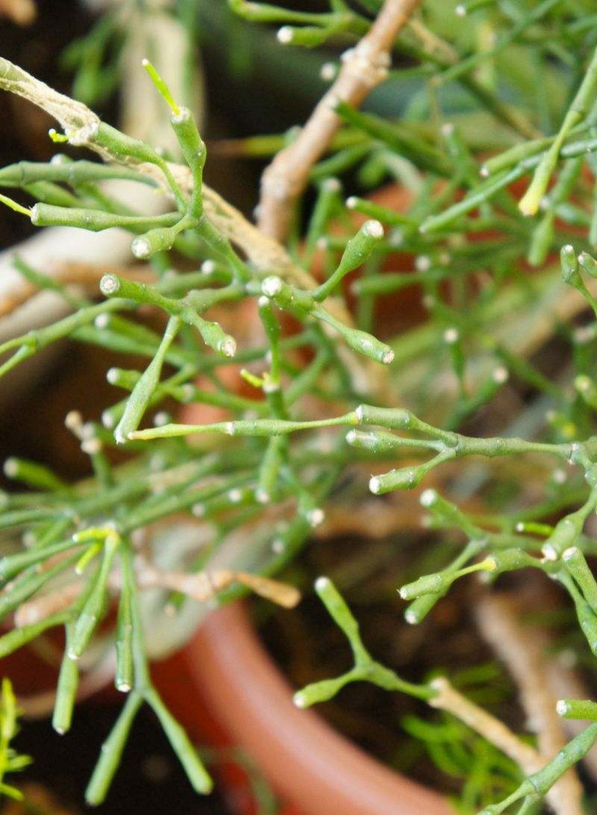 Hatiora salicornioides.