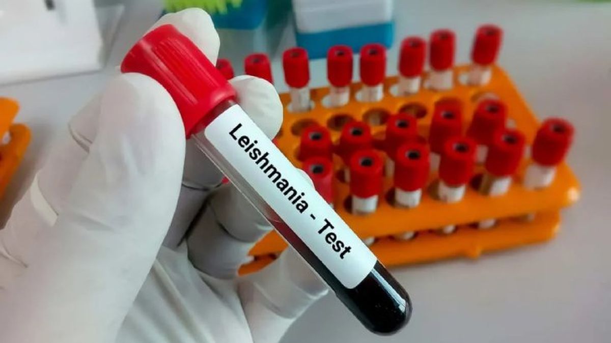 leishmaniosis canina 9