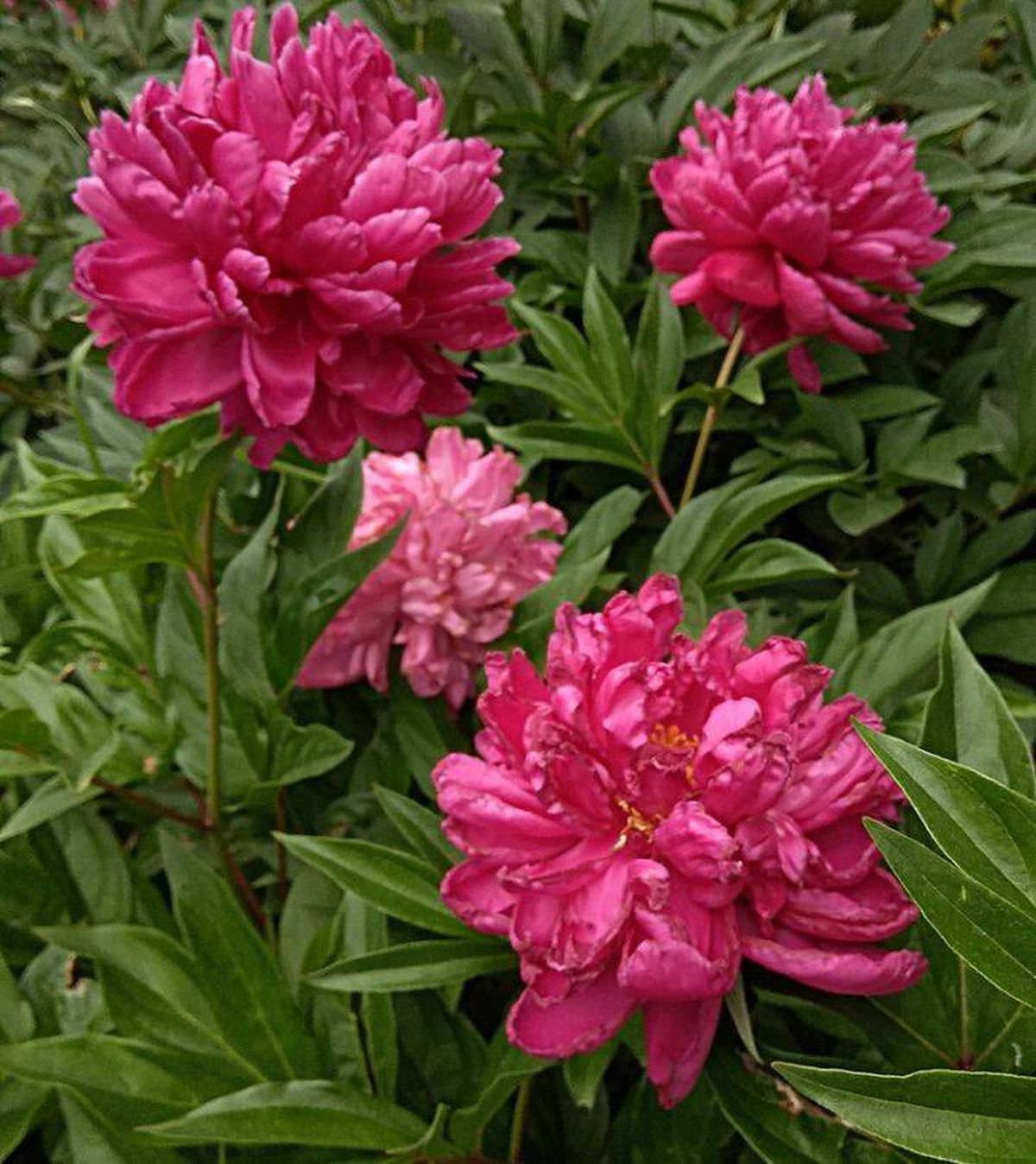flores Peonia Karl Rosenfield