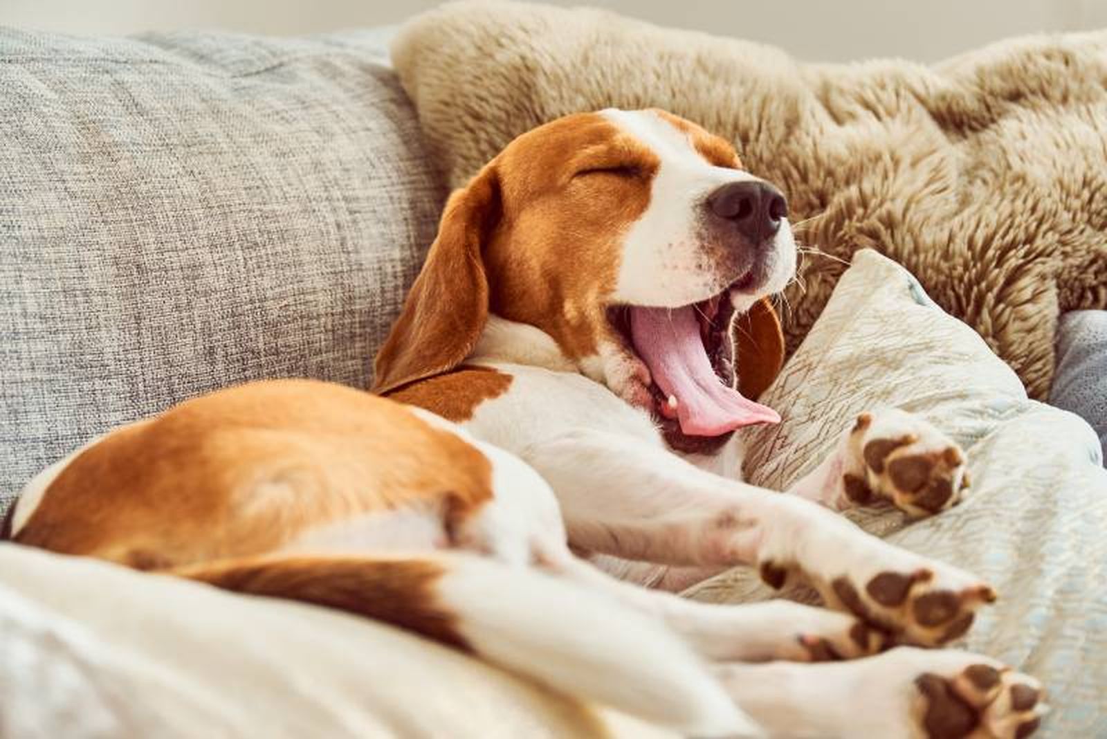 Tu peludo podrá disfrutar de las mejores vacaciones en un hotel para perros Tu peludo podrá disfrutar de las mejores vacaciones en un hotel para perros