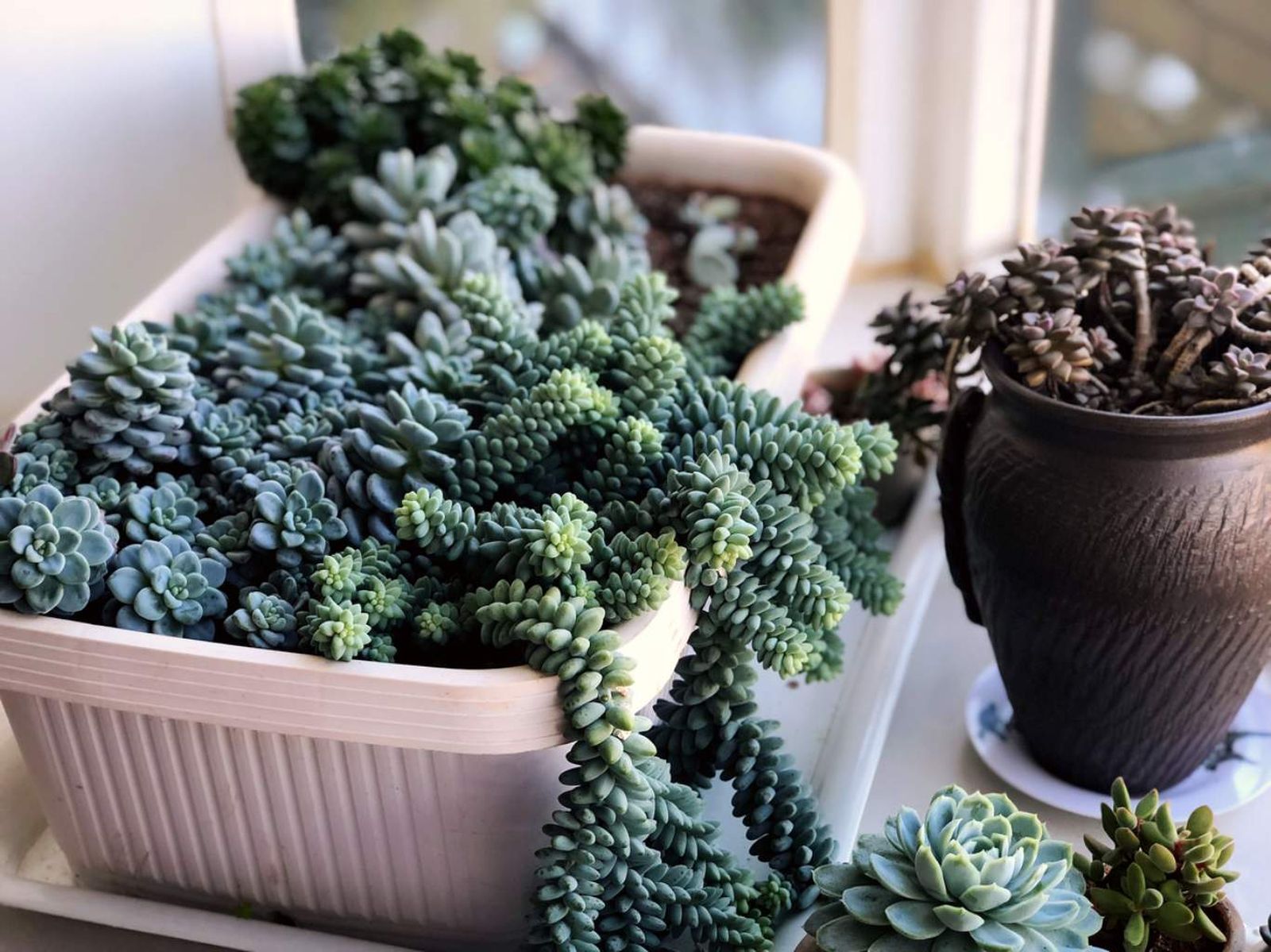 Sedum morganianum. Sedum morganianum.