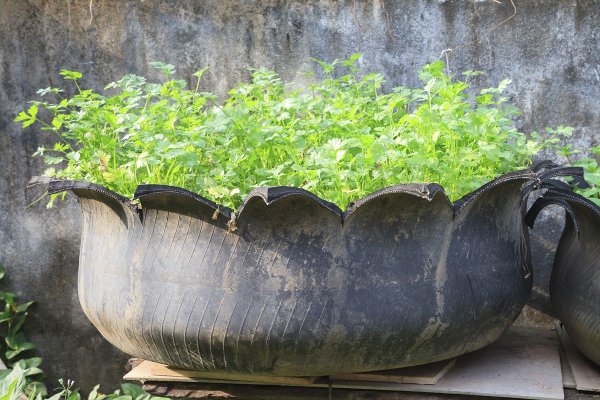 neumático para cultivar aro