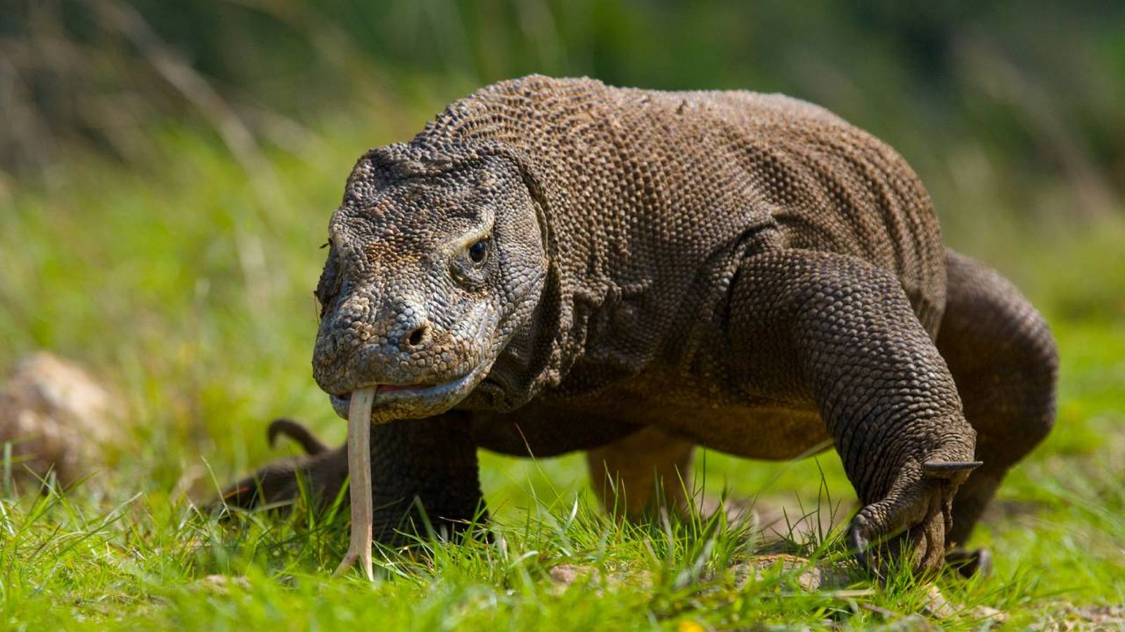 dragon de komodo lagarto mas grande del mundo curiosidades