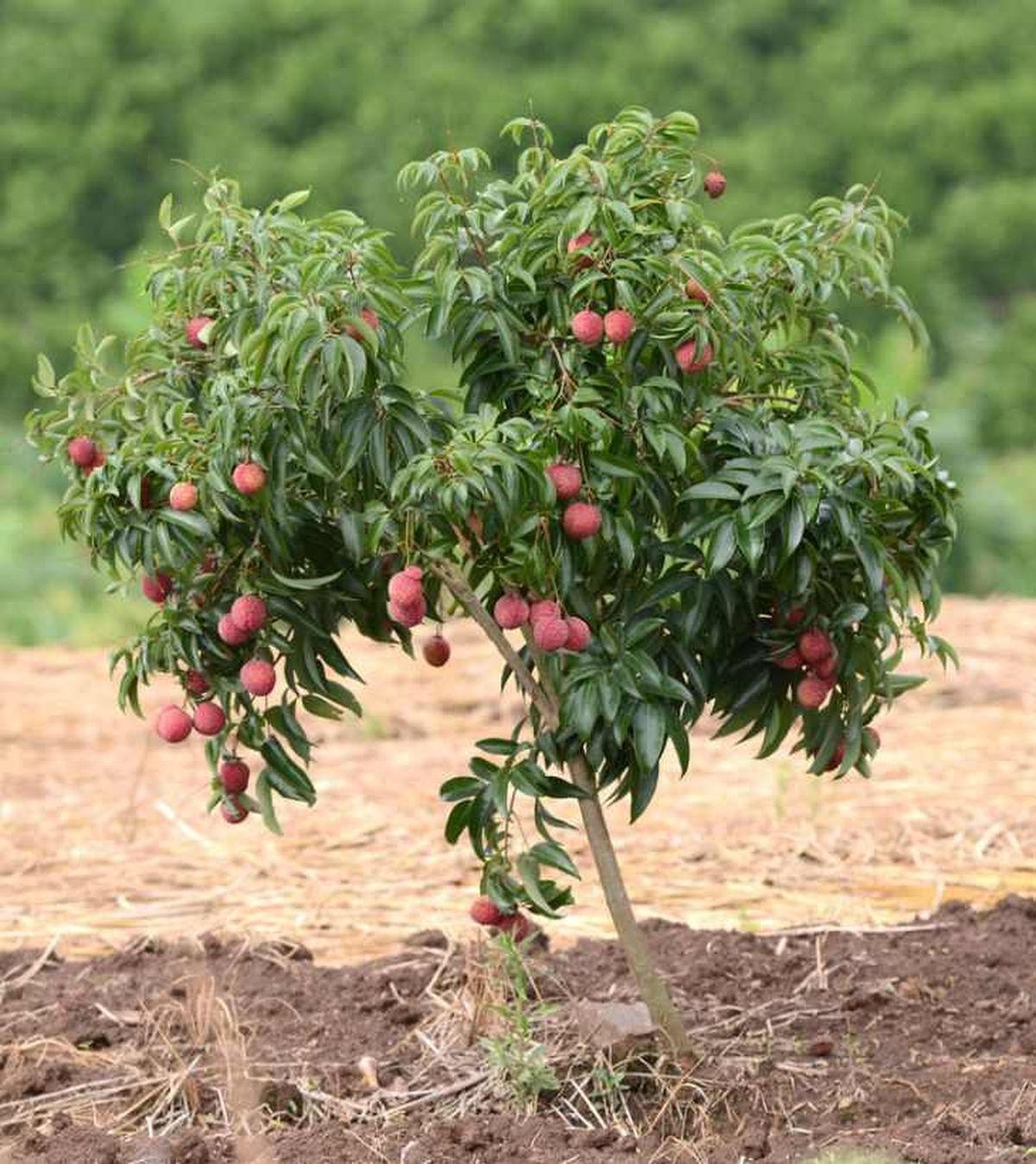 Árbol de lichi plantado en el jardín