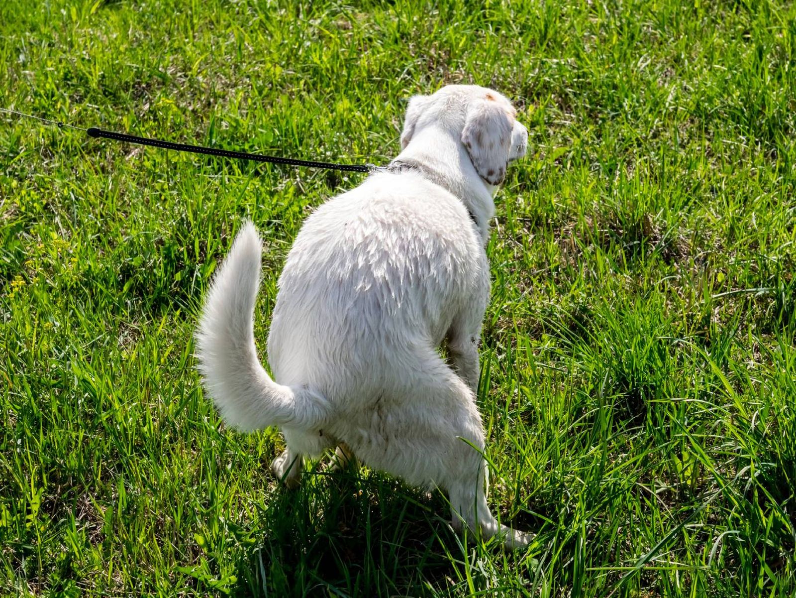 Observar las heces de tu perro puede darte algunas pistas. Observar las heces de tu perro puede darte algunas pistas.