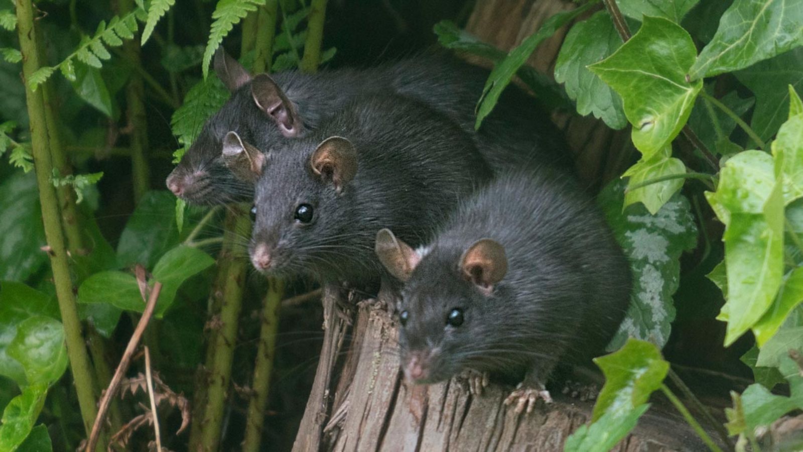 rata negra 5 rata negra 5
