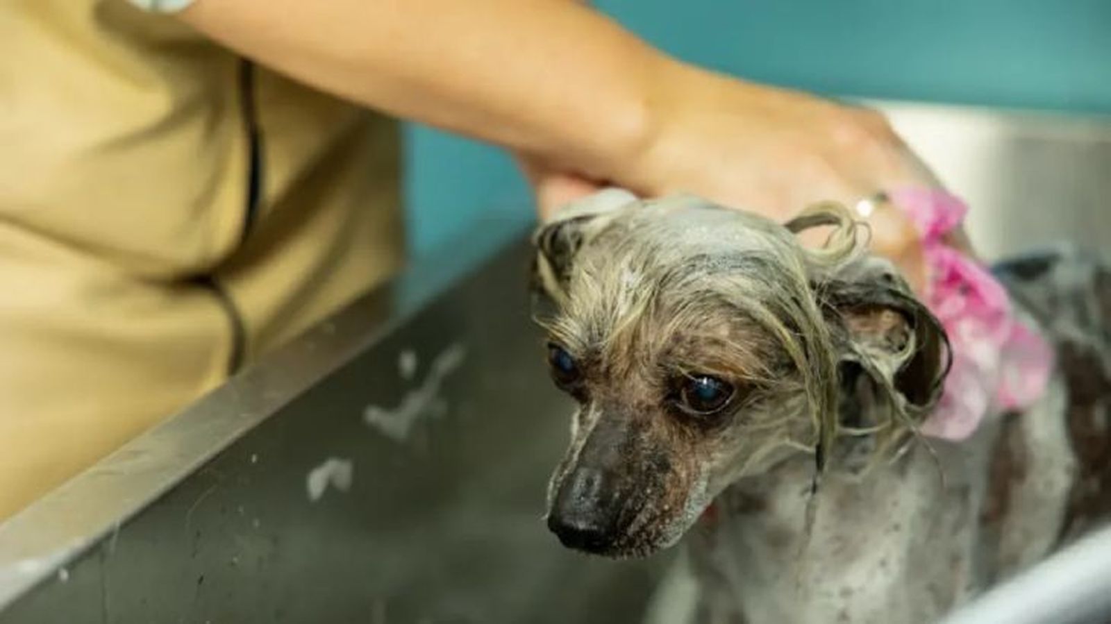 cada cuanto se bana a un perro 3 cada cuanto se bana a un perro 3