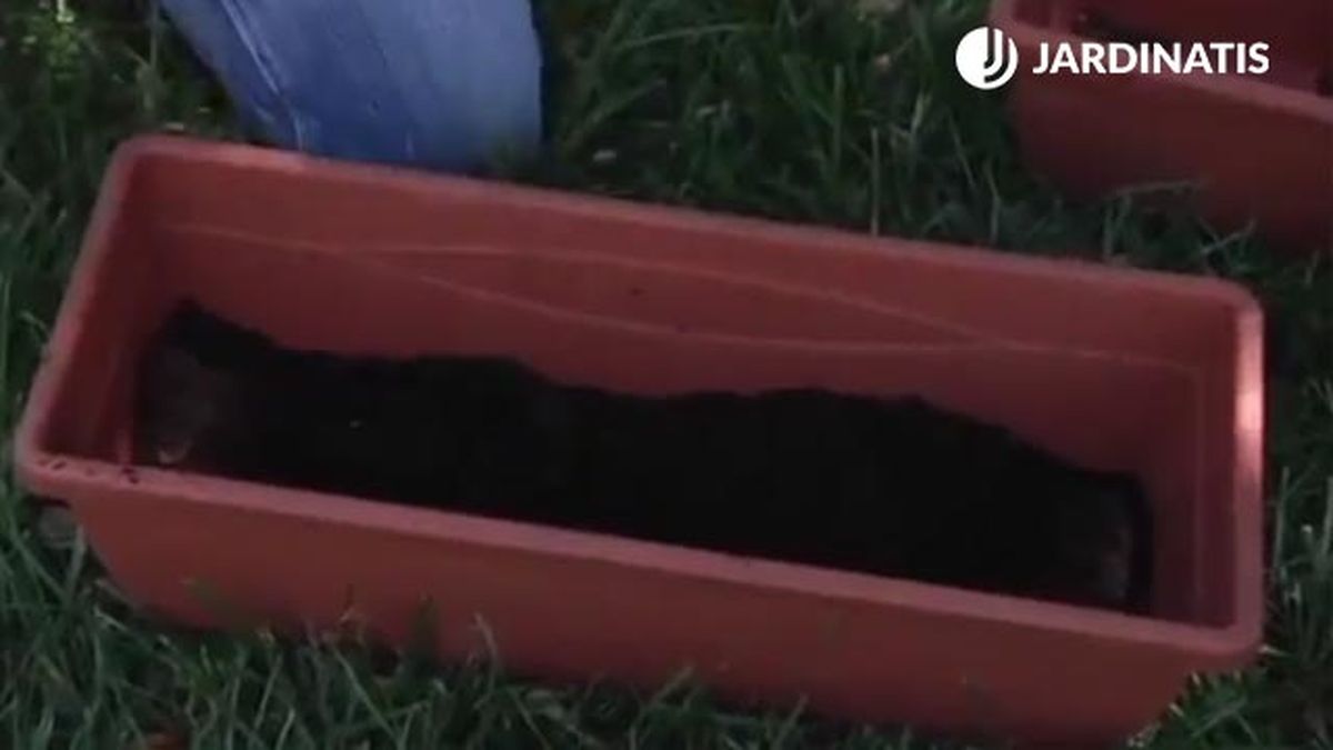 cultivo de zinnias en maceta sustrato jardinatis