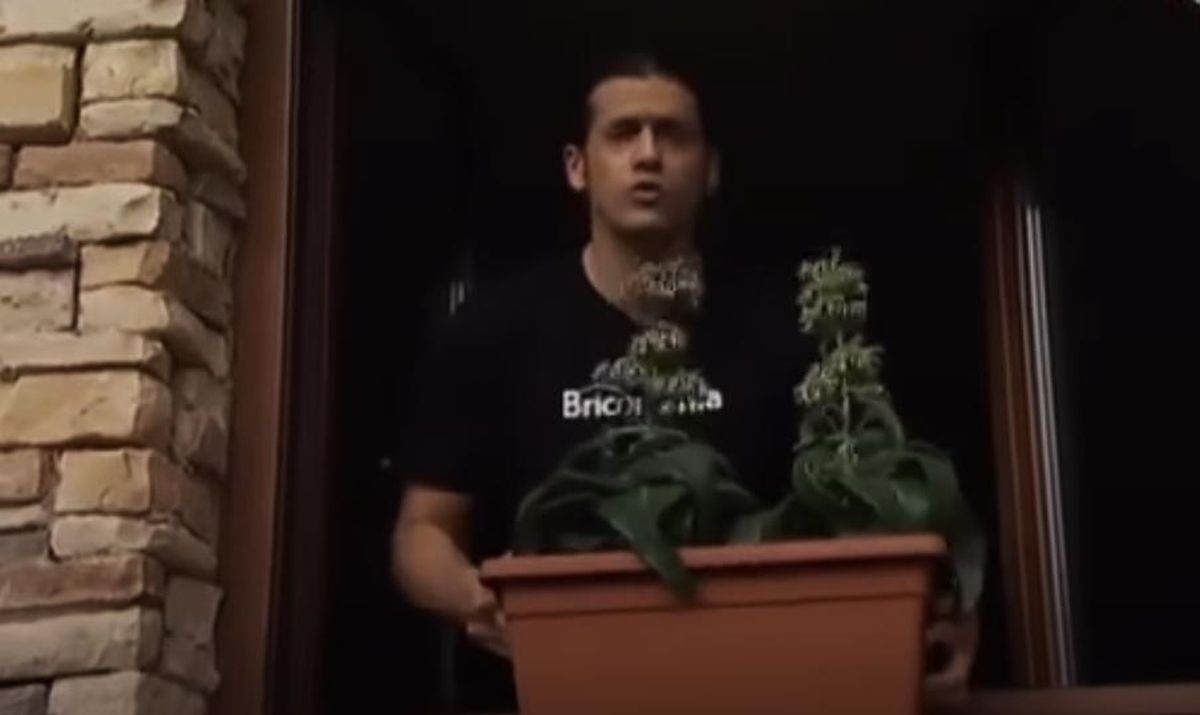 kalanchoe daigremontiana en la ventana