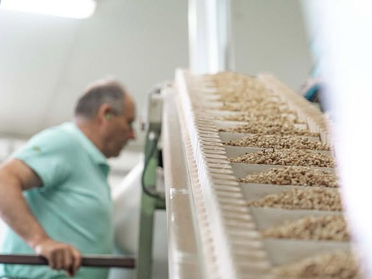 El trabajo del piñero ha cambiado con el tiempo, pero la esencia se mantiene: paciencia, precisión y respeto por un producto único.